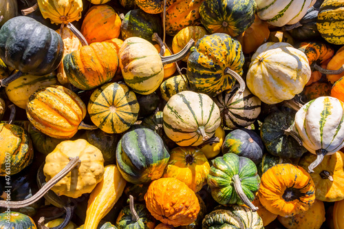 Foto Zierkürbisse (Cucurbita pepo) im Herbst
