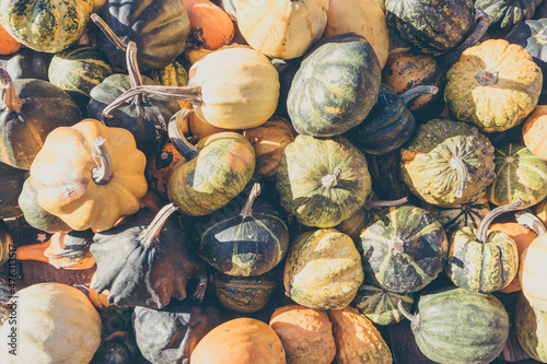 Quadro su tela Zierkürbisse (Cucurbita pepo) im Herbst
