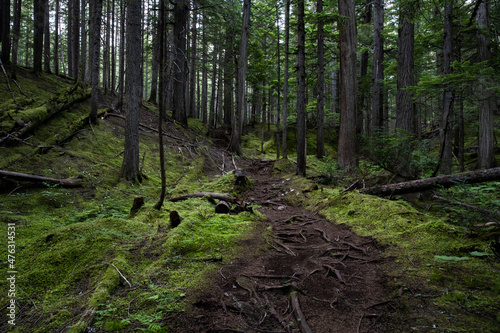 Inspiration Woods Trails, Mt Revelstoke National Park in British Columbia, Canada