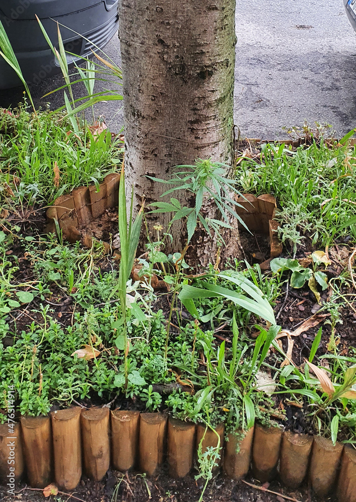 Hanf Stadt Anbau Cannabis Berlin Nutzhanf Hanf Stadt Anbau Cannabis Berlin Nutzhanf