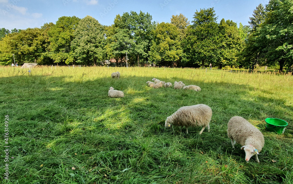 Obraz premium Schafe Berlin