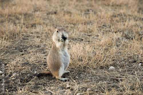 Wallpaper Mural Black-tailed prairie dog eating in Grasslands National Park; Saskatchewan, Canada Torontodigital.ca