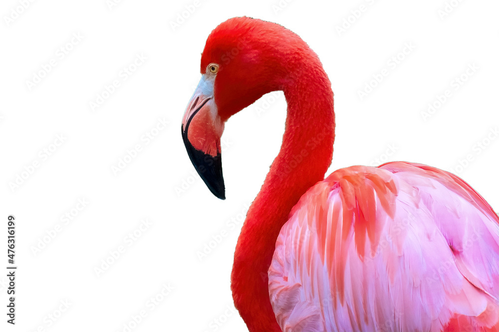 Fototapeta premium Flamingo Bird