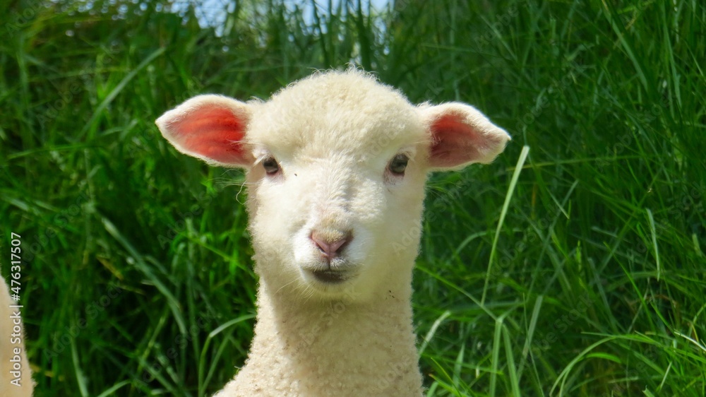 sheep and grass sheep and grass