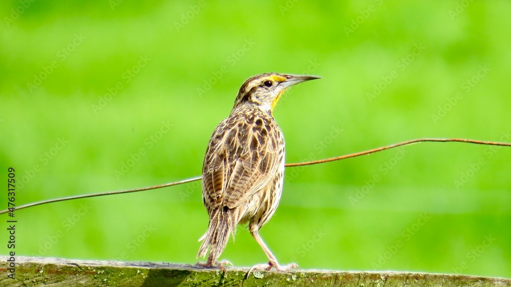 Fototapeta premium bird on a branch
