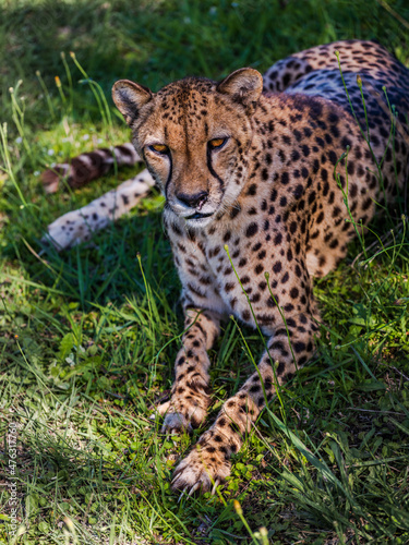 cheetah stalking a prey sitting on green grass © Arnold