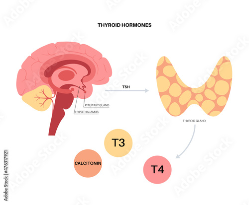 Thyroid hormones diagram