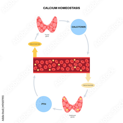 calcium homeostasis diagram