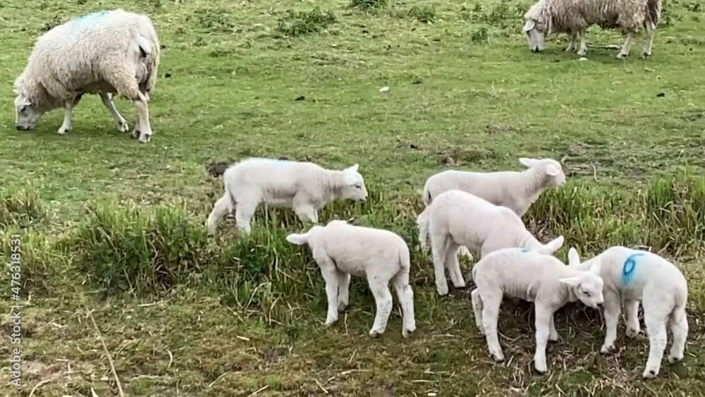 baby lamb sheep in field, springtime lamb season on the farm baby lamb sheep in field, springtime lamb season on the farm