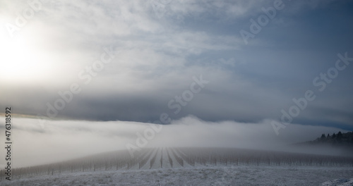 A hilltop view of an Oregon vineyard in winter  dusted with snow and softened with fog in morning light.