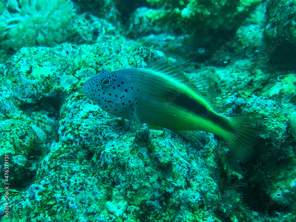 Fototapeta premium A freckled hawkfish