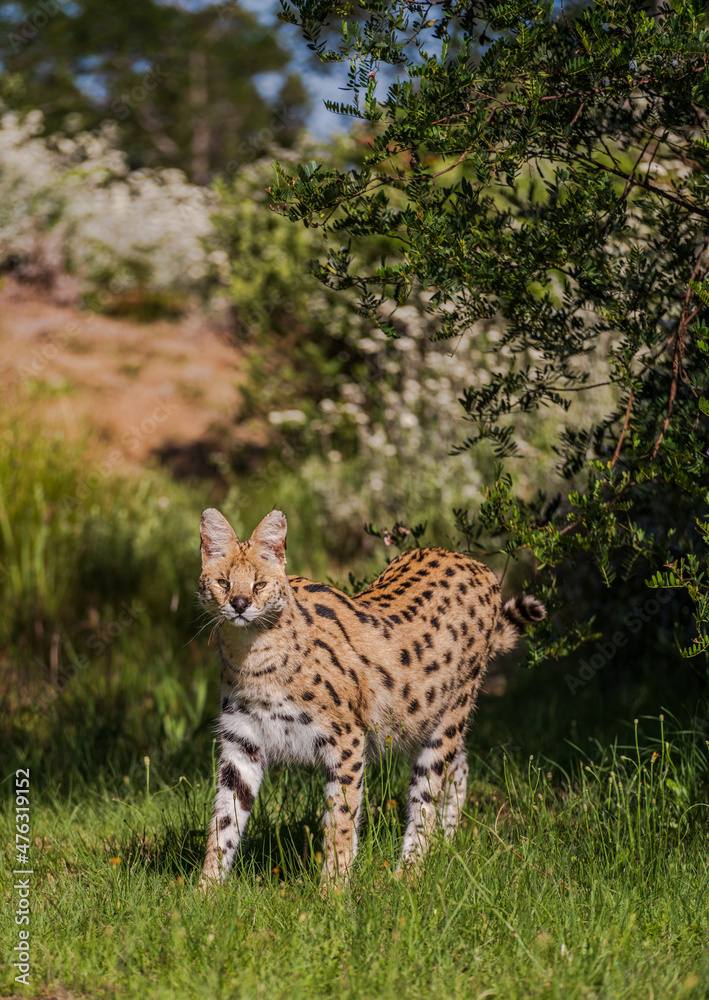 Obraz premium serval the African wildcat in its natural habitat