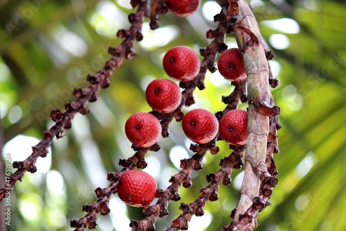 planta fruta buriti - mauritia flexuosa photo
