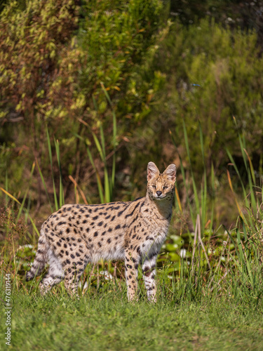serval the African wildcat in its natural habitat © Arnold