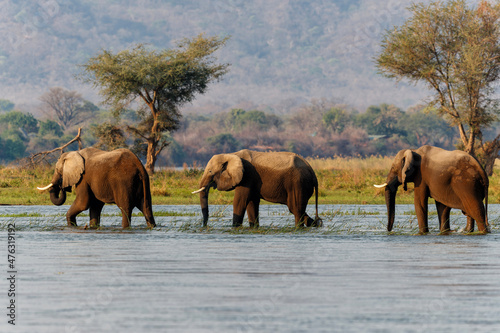 Canvas Print Elephant bulls walking in the Zambezi river in Mana Pools National Park in Zimba