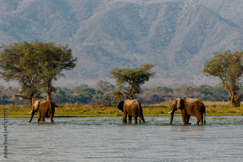 Elephant bulls walking in the Zambezi river in Mana Pools National Park in Zimbabwe  with the mountains of Zambia in the background