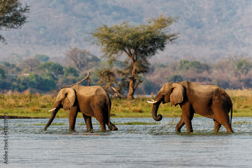 Elephant bulls walking in the Zambezi river in Mana Pools National Park in Zimbabwe  with the mountains of Zambia in the background photo