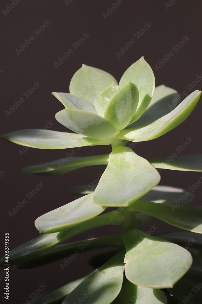 Fototapeta premium Succulent plant