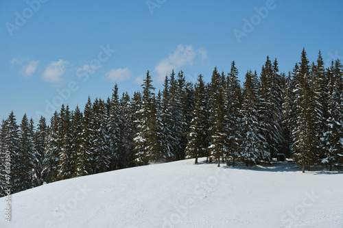 Bright winter landscape with pine trees covered with fresh fallen snow in mountain forest on cold wintry day