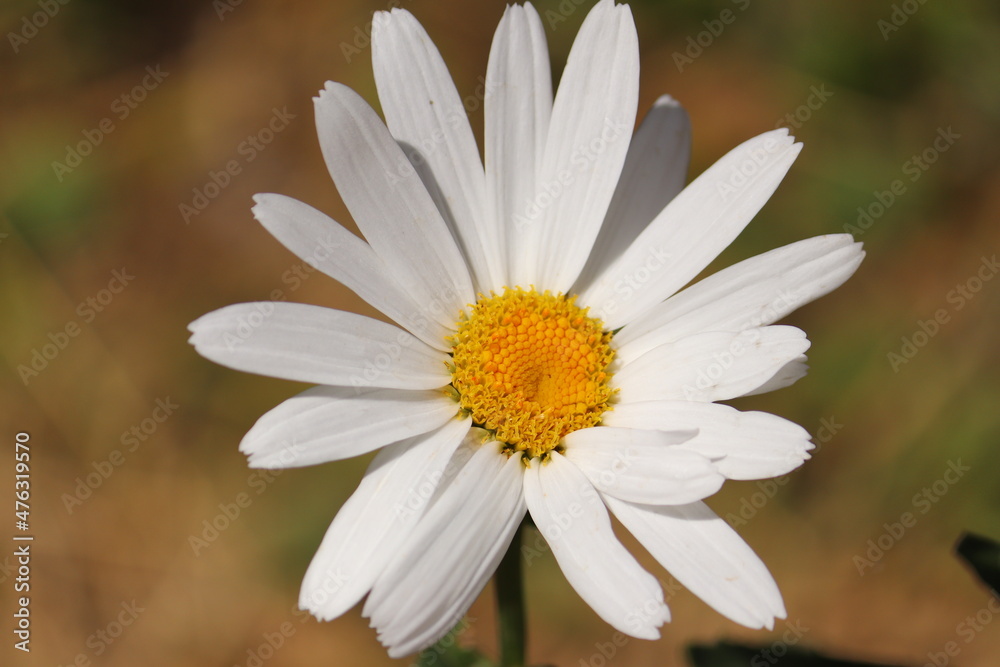 Colombian daisy Colombian daisy