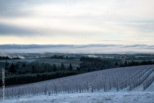 Snow blankets an Oregon vineyard in winter, lines of trellised vines, parallel lines leading across a hill, a bank of sun kissed clouds in the background. 