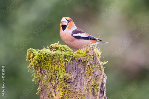 Fotografie, Obraz Hawfinch (Coccothraustes coccothraustes) on the barrel of tree