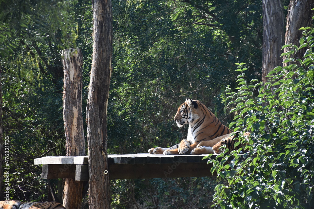 Obraz premium Tiger King 