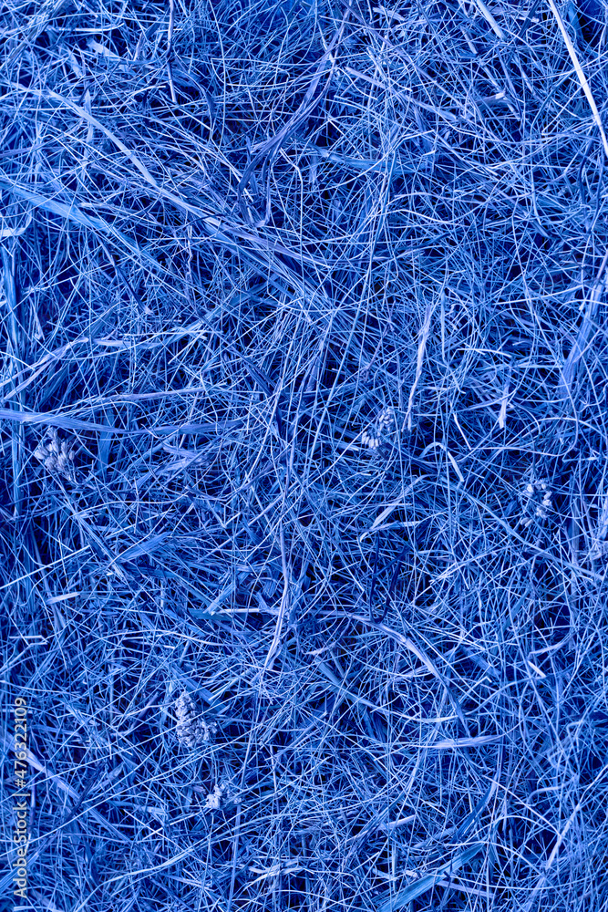 Hay background or texture, dried grass, toned in blue color Hay background or texture, dried grass, toned in blue color