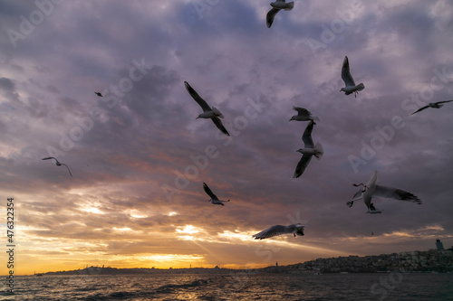 seagulls flying over the sea. beautiful natural sunset and clouds