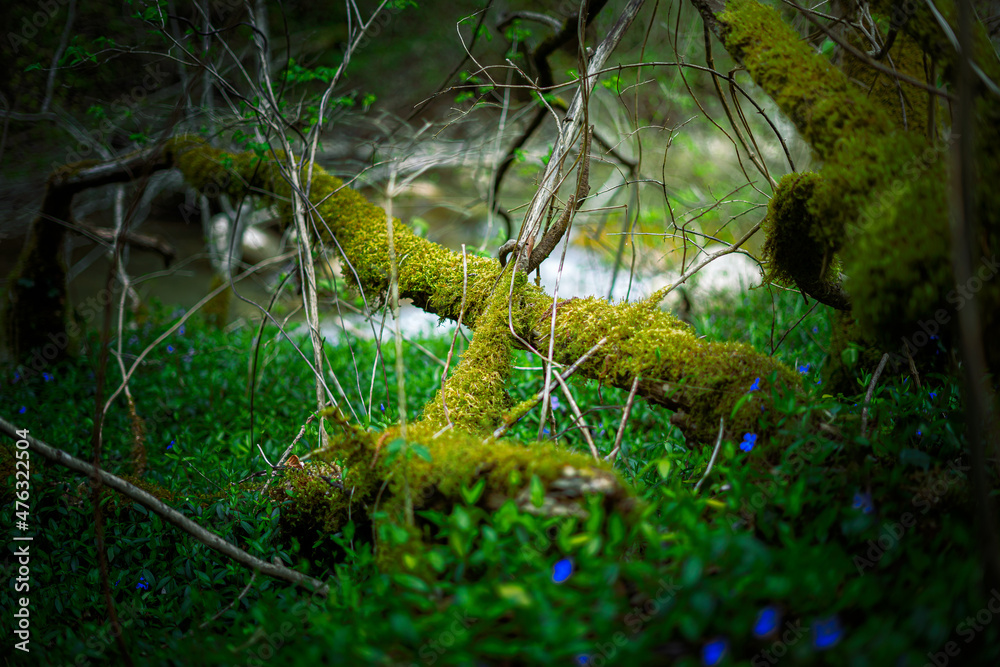 Obraz premium sous bois