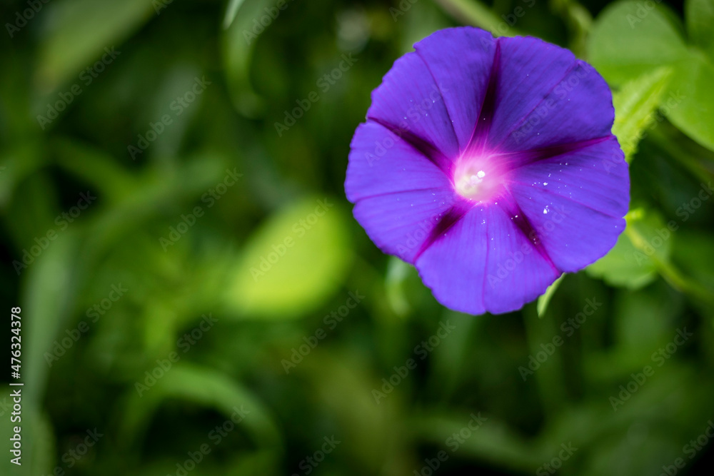 Purple flower with light reflecting in the center Purple flower with light reflecting in the center