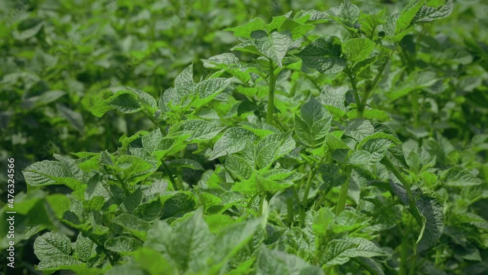 Field of Green Potato Bushes. Potato Farm Field. Organic Food Concept. Crop. Agriculture. Vegetables. Field of Green Potato Bushes. Potato Farm Field. Organic Food Concept. Crop. Agriculture. Vegetables.