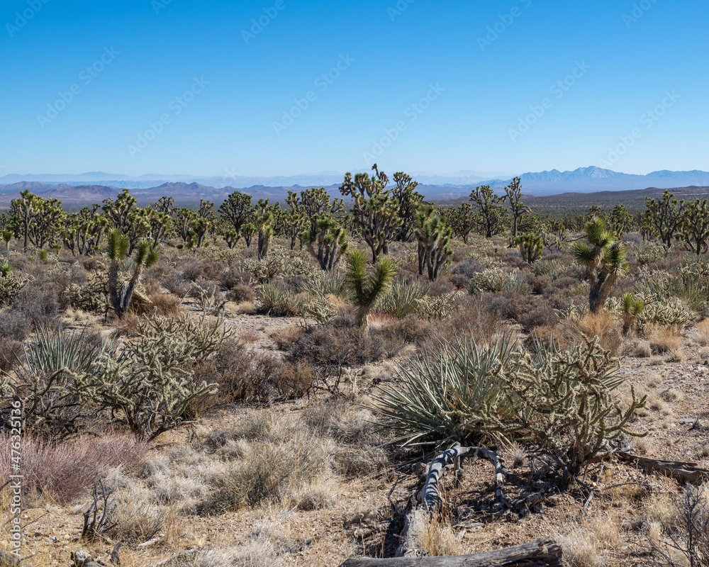 An Eastern Joshua Tree (Yucca brevifolia var. jaegeriana) woodland vegetation community in Wee Thump Joshua Tree Wilderness located south of Las Vegas, NV