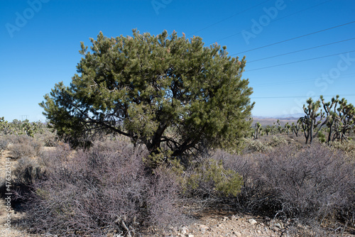 Singleleaf Pinyon Pine (Pinus monophylla) in front of Power Lines near Wee Thump Joshua Tree Wilderness, Clark County, Nevada photo