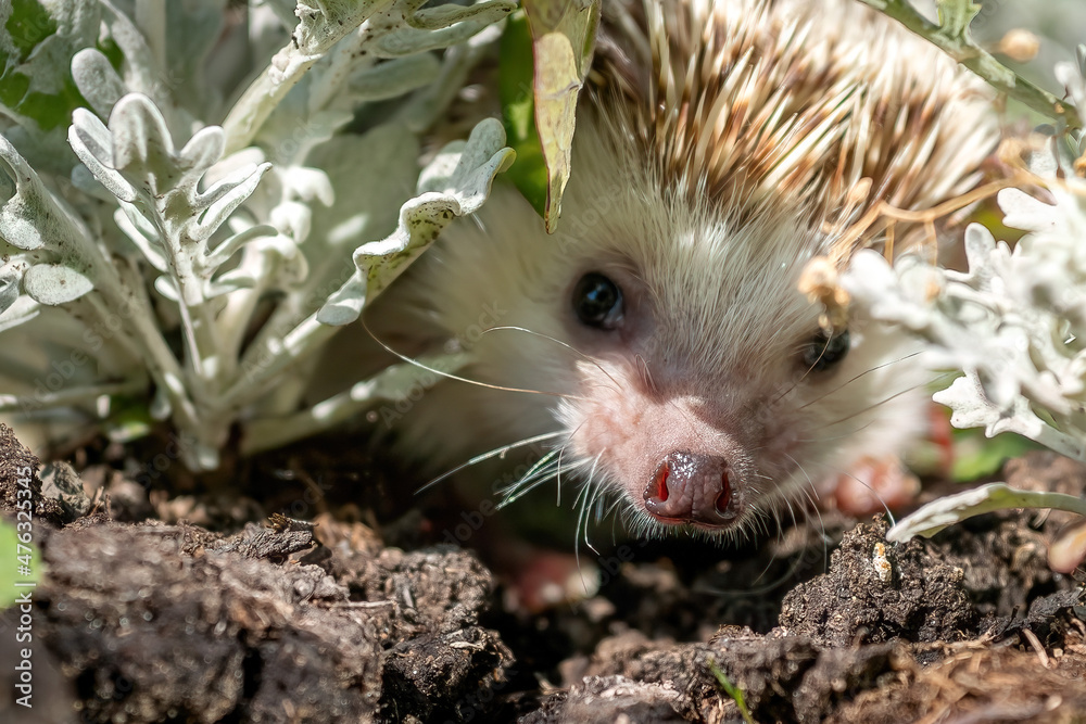 Naklejka premium Outdoors close-up portrait of an african hedgehog in the grace.