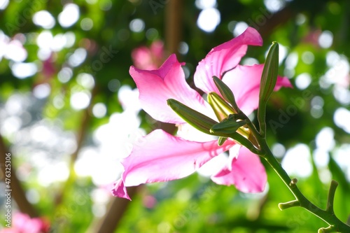 Bauhinia purpure pink flower on natural light bokeh blur background © ฟ้า ใส