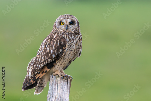 Short eared owl Asio flammeus perched on post with green background field photo