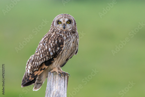 Short eared owl Asio flammeus perched on post with green background field