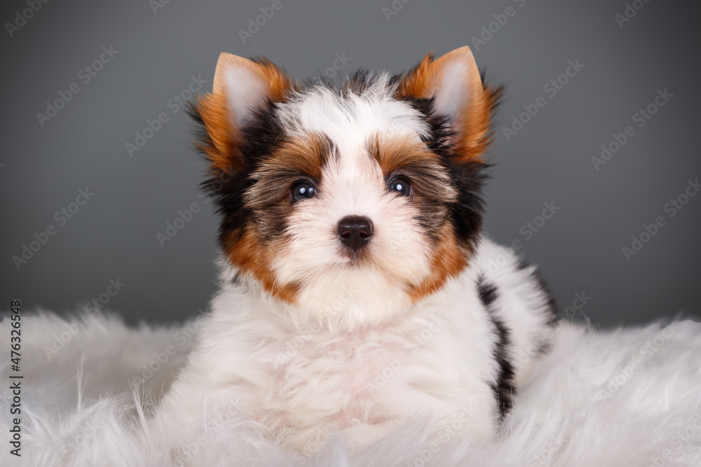 Biewer Yorkshire Terrier on colored backgrounds