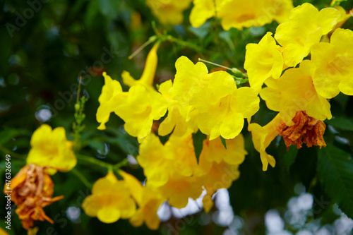 Yellow elder flowers blooming in garden