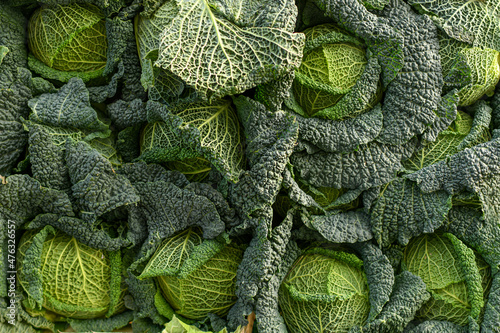 Tablou canvas Savoy green cabbage on the food market