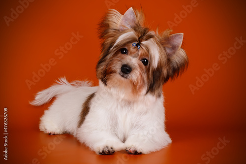 Biewer Yorkshire Terrier on colored backgrounds