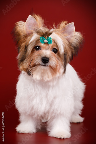 Biewer Yorkshire Terrier on colored backgrounds