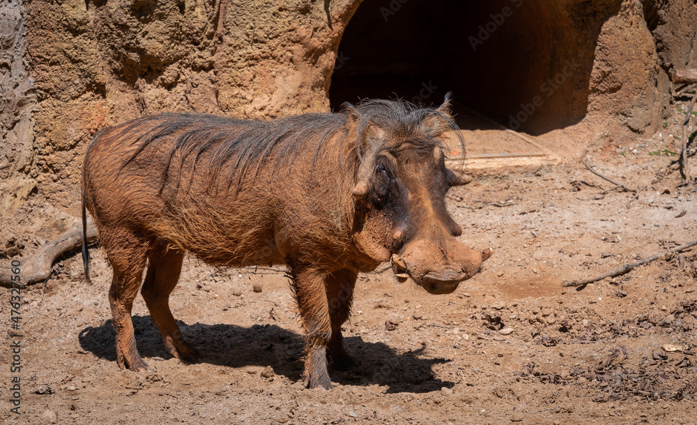 Wart Hog standing in the mud at the zoo in Georgia. Wart Hog standing in the mud at the zoo in Georgia.