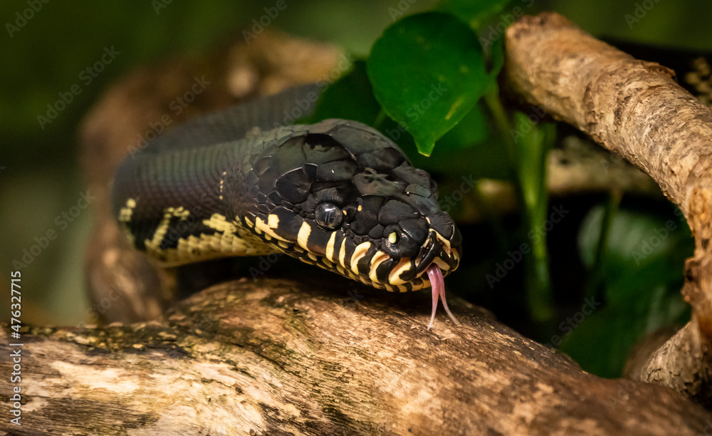 Mangrove Snake or Yellow Cat Snake searching through environment at the zoo. Mangrove Snake or Yellow Cat Snake searching through environment at the zoo.