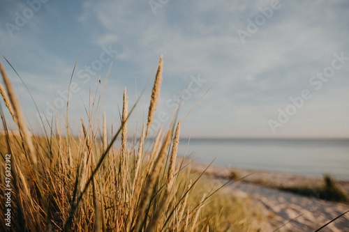 grass on the beach