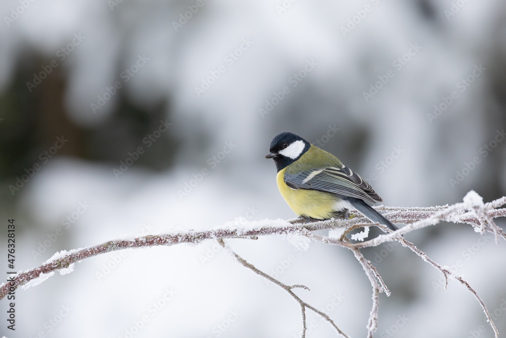 Kohlmeise im Winter bei Schnee und Eis Kohlmeise im Winter bei Schnee und Eis