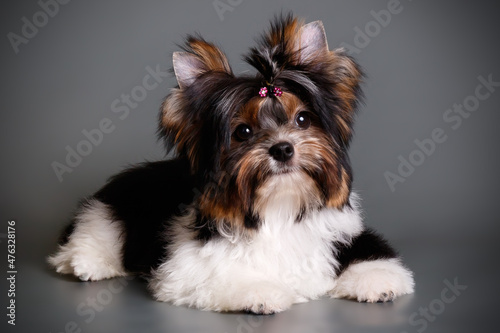 Biewer Yorkshire Terrier on colored backgrounds