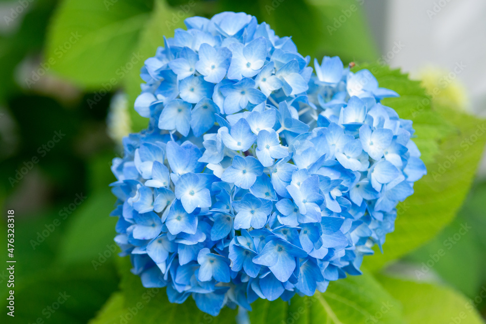 A large head of a blue French hydrangea macrophylla flower with vibrant green leaves growing in a garden. The floral blossom has yellow sepals in a five petal outdoor flower.  