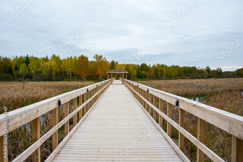 A wide worn wooden boardwalk with high yellow and green grass reeds on both sides of a swamp. The sky is blue with lots of thick clouds. There are tall green evergreen trees off in the distance.